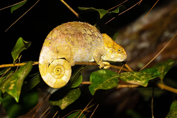 马达加斯加热带雨林树枝上的一只变色龙 — 图库照片
