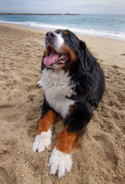 Bearnesse Bouvier Bernesse Cane Montagna — Foto Stock