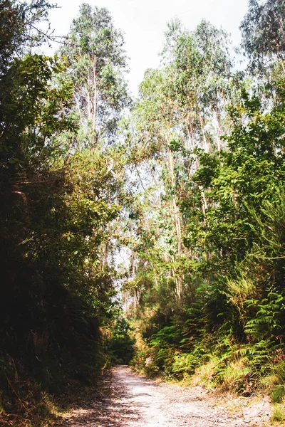 Floresta Verde Nas Montanhas — Fotografia de Stock