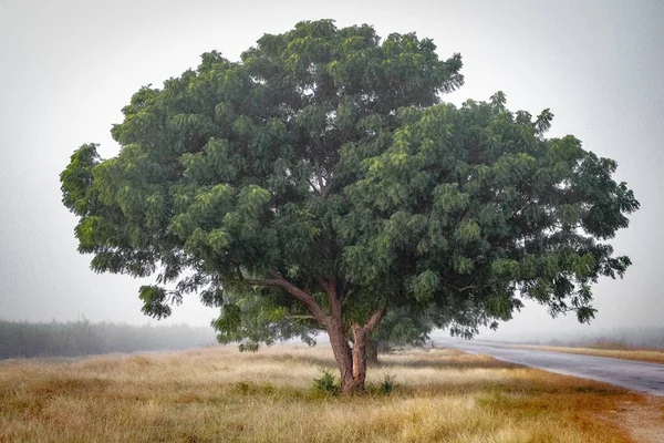 Beautiful Landscape Tree Large Trees — Stock Photo, Image