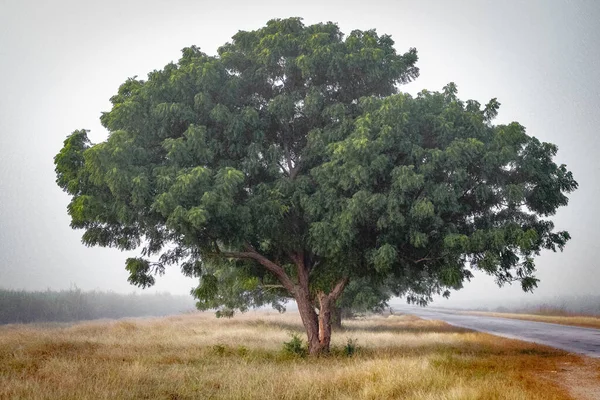 Beau Paysage Avec Arbre Grand Arbre — Photo