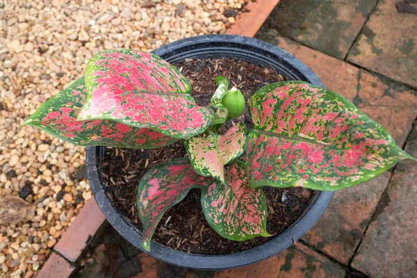 Bunga Modestum Aglaonema Bermekaran Foto Stok — Stok Foto