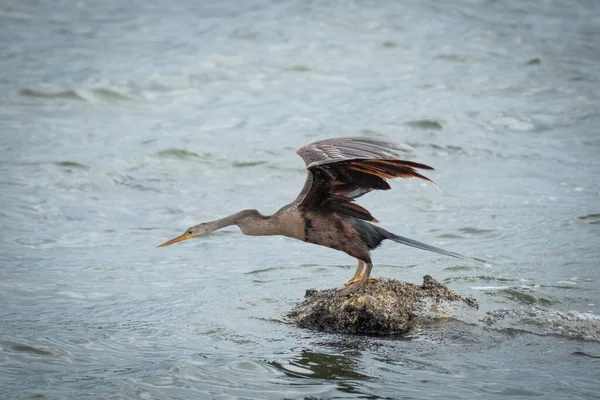 Anhinga Έτοιμη Βουτήξει Στον Κόλπο Της Τάμπα — Φωτογραφία Αρχείου