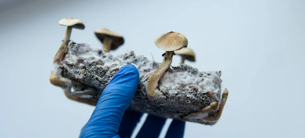 Orvosi Kutatás Pszilocibinról Pszilocibin Gombák Legalizálása Amerikában — Stock Fotó
