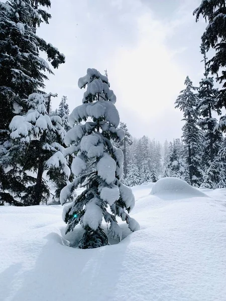 Beautiful Winter Landscape Snow Covered Trees — Stock Photo, Image