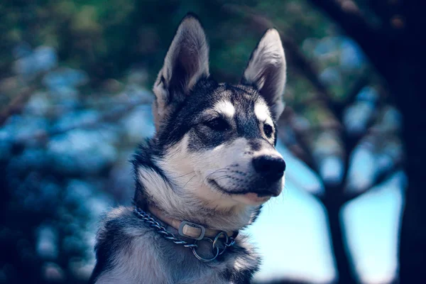 Primer Plano Del Perro Raza Siberiana Husky —  Fotos de Stock