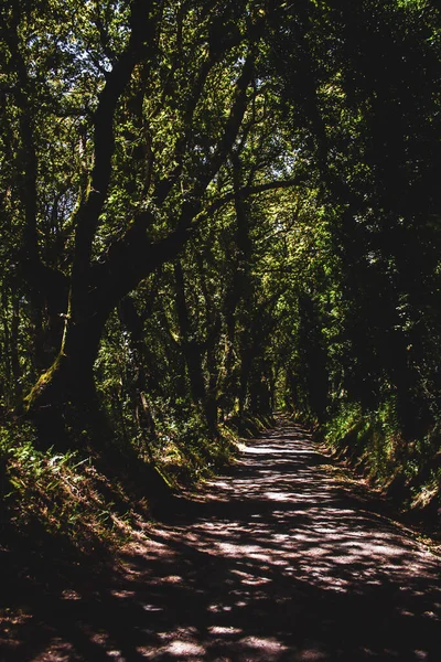 Schöne Aussicht Auf Den Wald — Stockfoto