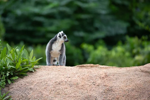 Rolig Ringsvans Lemurer Sin Naturliga Miljö — Stockfoto