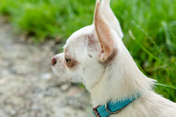 Chihuahua Hundvalp Vit Färg Promenader Och Omsorg Tamhundar — Stockfoto