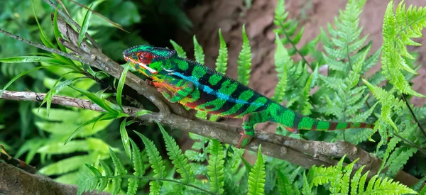 Camaleón Mueve Largo Una Rama Una Selva Tropical Madagascar — Foto de Stock