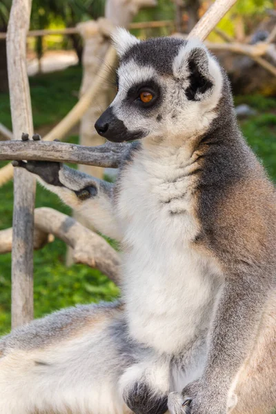 Gyűrűfarkú Maki Lemur Catta Egy Nyári Napon — Stock Fotó
