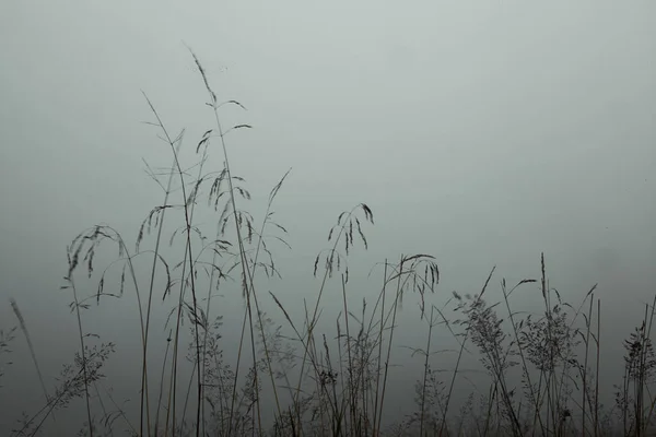 初夏の朝露と霧の中に高い草が値下がりしました — ストック写真