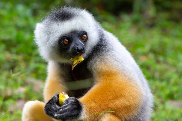 Sifaka Diademed Dans Son Environnement Naturel Dans Forêt Tropicale Île — Photo