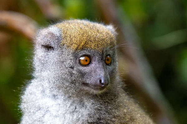 Portrait Lémur Bambou Dans Son Environnement Naturel — Photo