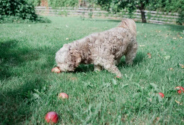 Een Hond Het Park — Stockfoto