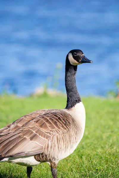 垂直の間に湖の横に大人のカナダガチョウ Branta Canadensis — ストック写真