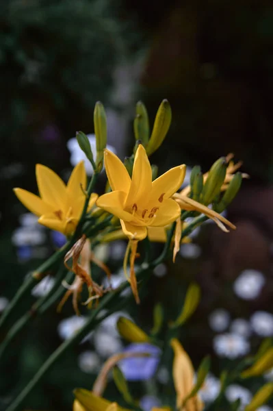 Λουλούδι Κίτρινο Daylily Θάμνος Βράδυ Φως Θολό Χωριό — Φωτογραφία Αρχείου