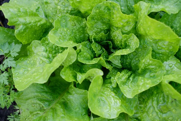 Verduras Ecológicamente Limpias Que Crecen Jardín —  Fotos de Stock