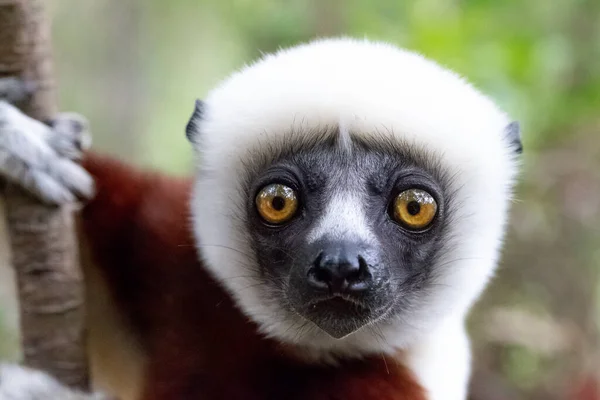 Retrato Lémur Sifaka Los Frentes Lluviosos — Foto de Stock