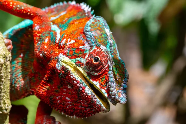 Madagaskar Adasındaki Ulusal Bir Parkta Bir Dalda Renkli Bir Bukalemun — Stok fotoğraf