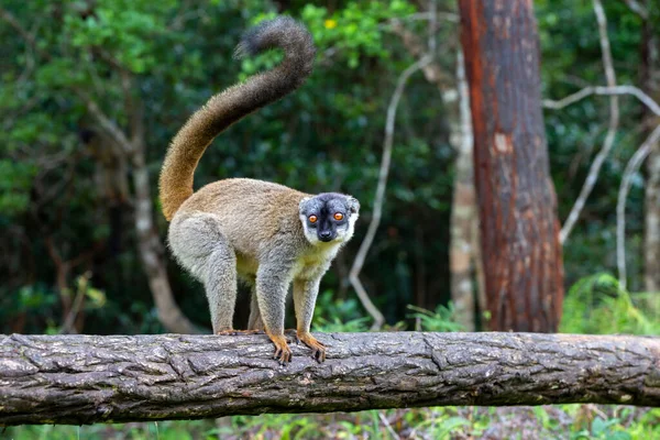 Brązowe Lemury Grają Łące Pniu Drzewa Czekają Odwiedzających — Zdjęcie stockowe