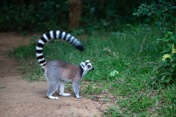 Lemur Okrągłoogonowy Środowisku Naturalnym — Zdjęcie stockowe
