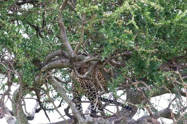 Один Леопард Удобно Расположился Между Ветвями Дерева Отдохнуть — стоковое фото