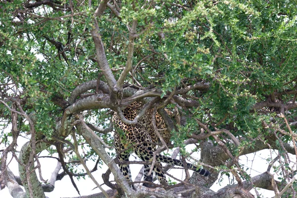 Leopardo Asentado Cómodamente Entre Las Ramas Árbol Para Descansar — Foto de Stock