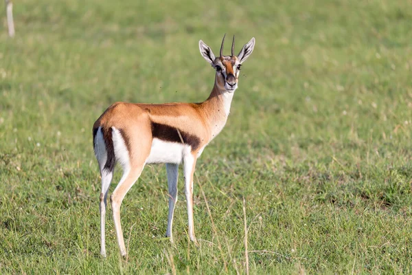 Gazelas Thomson Meio Uma Paisagem Gramada Savana Queniana — Fotografia de Stock