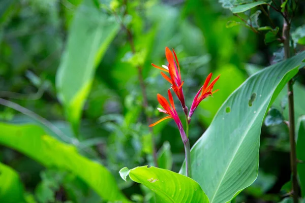 Una Hermosa Flor Roja Medio Del Follaje Verde Las Hojas —  Fotos de Stock