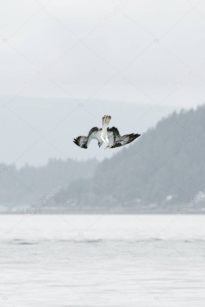 Closeup view of an osprey diving into Puget Sound in Seattle