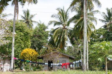 Parktaki palmiye ağaçları