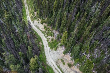 Yukarıdaki engebeli yoldan yeşil ormanın içinden Whistler Blackcomb Kayak Tesisi 'ndeki kozalaklı ağaçlar geçiyor.