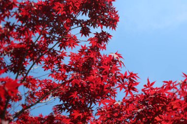 Sonbahar yaprakları, sonbahar bitkileri