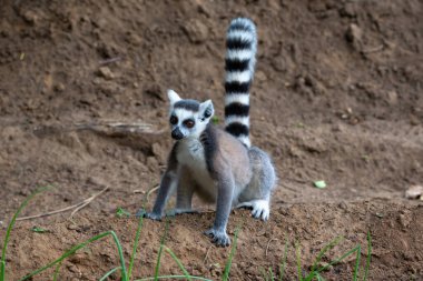 Halka kuyruklu bir lemur yerel halkın tarlalarında hoplayıp zıplıyor.