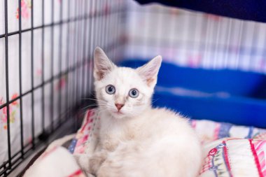 Mavi gözlü sevimli kedi.