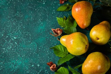 Yapraklardan organik armut toplayın. Parlak bir turkuaz arka planda yapraklı organik armut hasadı. Metin için yer.