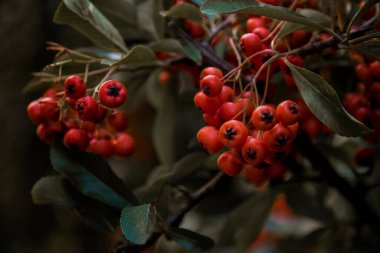 İspanya 'nın Burgos köyündeki Covarrubias ağacındaki meyvelerin ayrıntıları