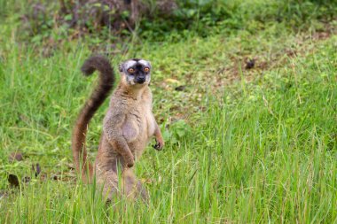 Some Brown lemurs play in the meadow and a tree trunk and are waiting for the visitors clipart