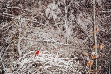 Doğada karla kaplı güzel bir kış ormanı 