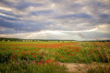 Kırmızı gelincik tarlası olan güzel bir manzara.