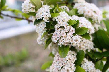 Şafakta açan Küçük Bahar Çiçekleri