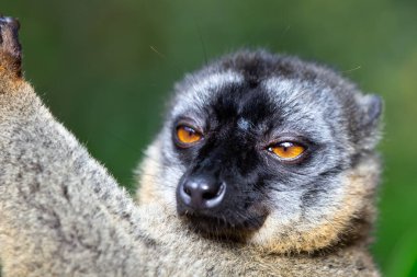 Ağaçlardaki yağmur ormanlarındaki Lemurlar ağaçtan ağaca zıplıyorlar.