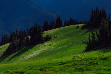 Dağları ve yeşil otları olan güzel bir manzara.