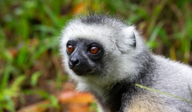 Bir Sifaka lemuru çimenlerde oturur ve bölgede olanları izler.