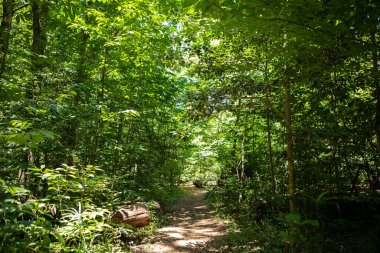 Ormandaki yeşil orman