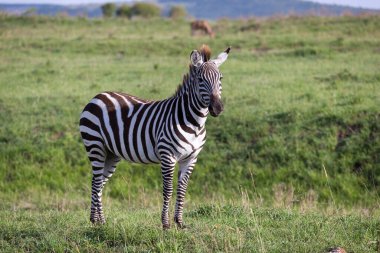 Keny 'deki bir milli parkın yeşil manzarasında bir zebra.
