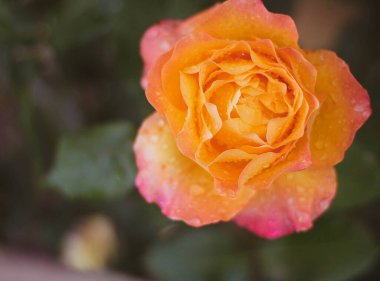 Bahçedeki güzel gül çiçeği