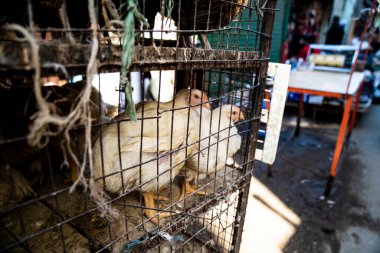 Et pazarında kafesteki tavuklar