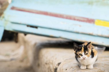  Kaldırımda oturan küçük sokak kedisinin manzarası 